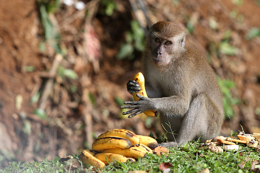Monkey is eating banana fruit in the wild.