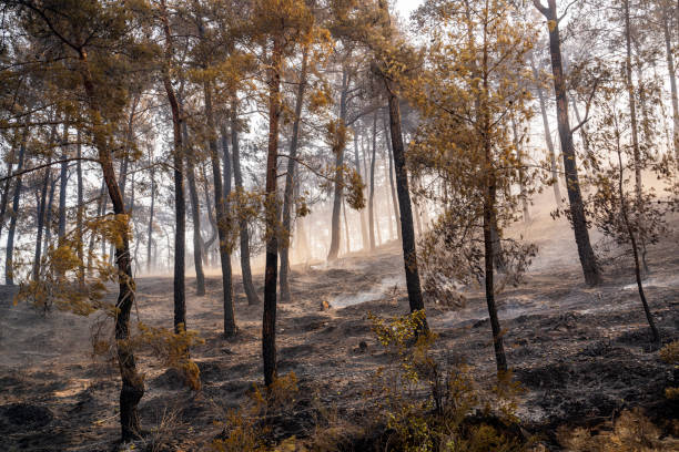 istock Forest fire in Manavgat, Antalya, Turkey 1337170946