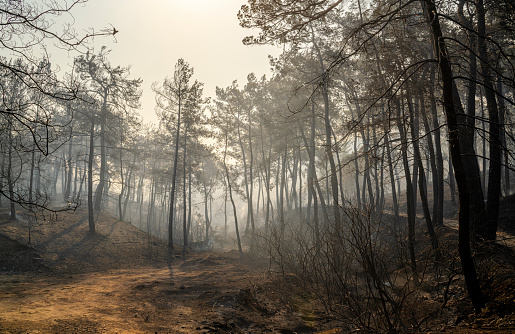 istock Forest fire in Manavgat, Antalya, Turkey 1337171005