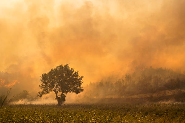 Pine forest fire and smoke on the mountain in Marmaris, Turkey. August 2021