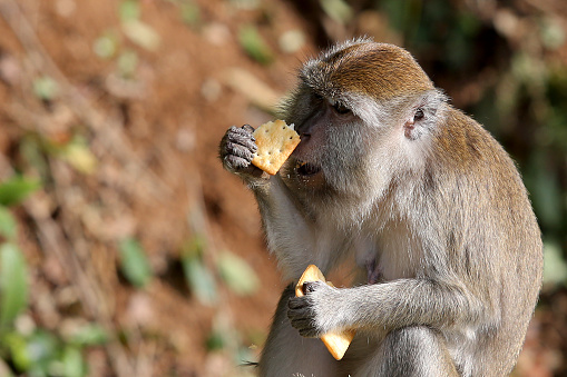 Monkey is eating pastry in the wild.