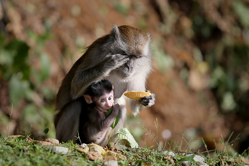 Monkey adult and its baby are eating pastries in the wild.