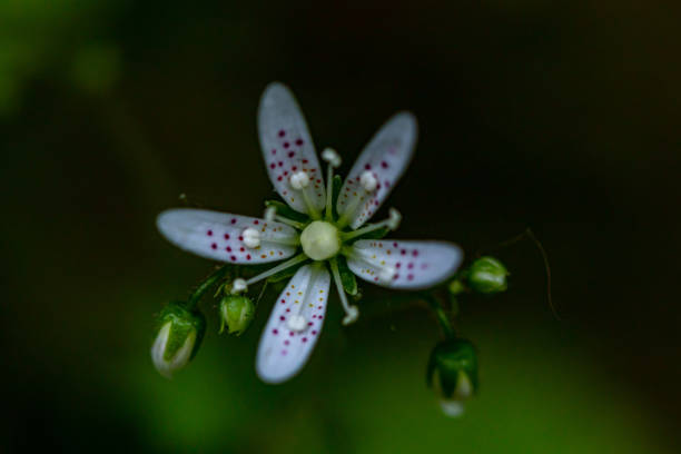 istock Saxifraga bronchialis flower in forest, close up 1337172755