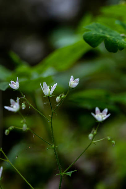 istock Saxifraga bronchialis flower growing in forest 1337172756