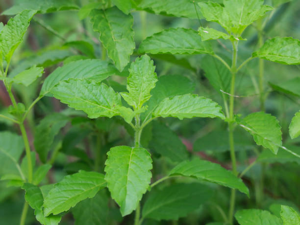 istock basil leaves green  tops are growing. 1337173586