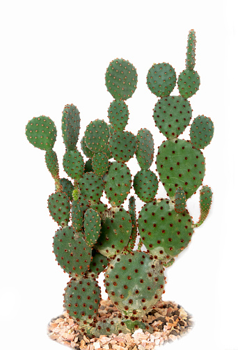 Cactus decorated with small stones under the base isolated white background