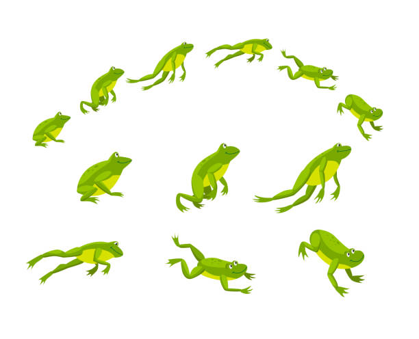 Set of green frogs jumping in sequence Set of green frogs jumping in sequence. Cartoon vector illustration. Leaping toads on white background. Animated funny water animals. Nature, movement, amphibia, reptile, fauna concept for design frog stock illustrations