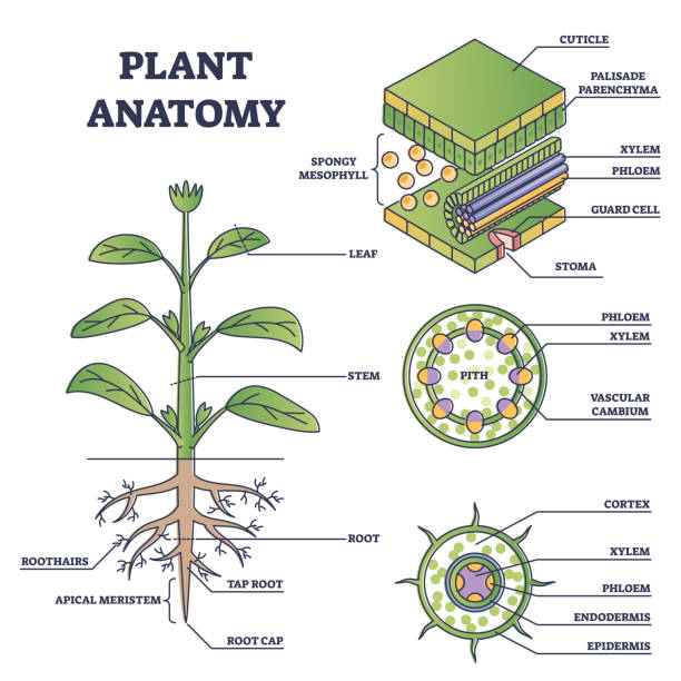 ilustraciones, imágenes clip art, dibujos animados e iconos de stock de anatomía de la planta con estructura y vista lateral interna partes esquema diagrama - parte de planta