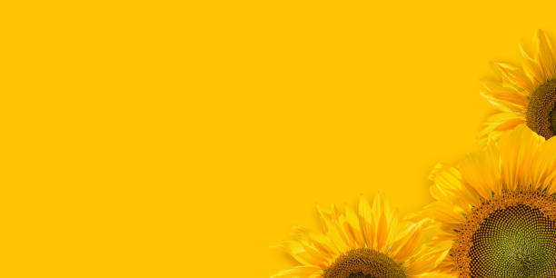 istock Sunflowers with leaves on blue background. Copy space for text. 1337175594
