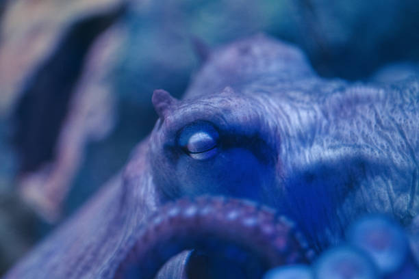 istock Extreme close-up of an octopus sleeping 1337178921