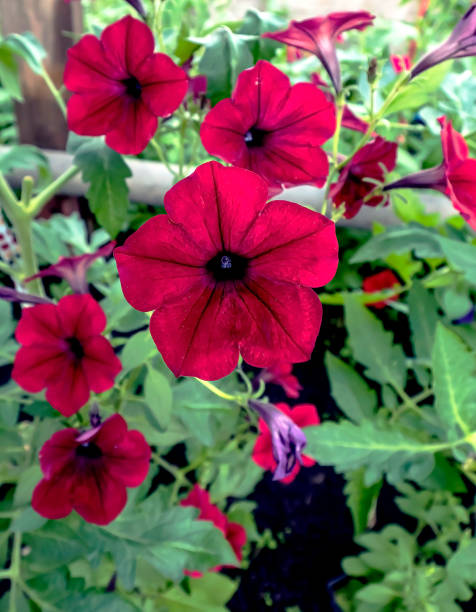 istock bright red petunias bloom in the garden 1337179936