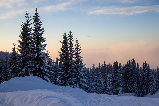 Christmas landscape of real winter. Frozen snow-covered coniferous forest at sunset, through spruces and pines you can see clouds and sunset rays. Snowy slopes at ski resort Kvitfjell