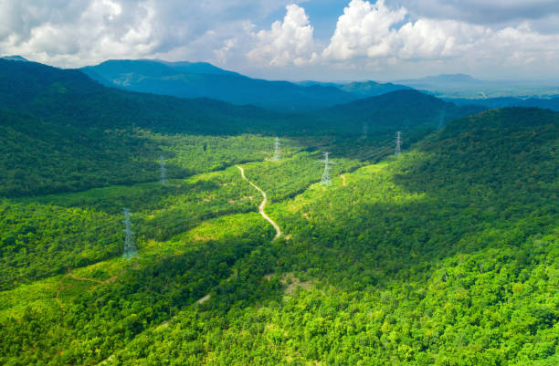High voltage power poles in green forest.