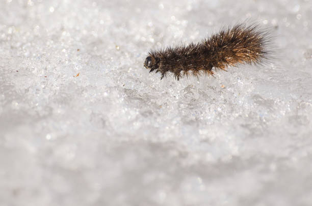 A fluffy insect goes on the ice.