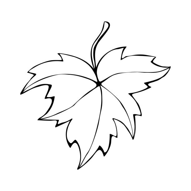 ręcznie rysowany kontur liści klonu wyizolowany na białym tle. wektorowy symbol jesieni, natura w stylu doodle - maple leaf leaf autumn single object stock illustrations