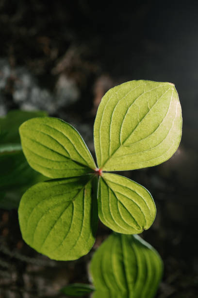 istock Paris quadrifolia close-up. A perfect plant sample. 1337183425