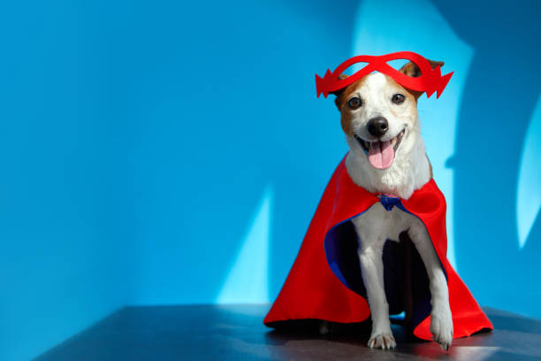 istock Funny dog in superhero costume with light and shadows 1337183599