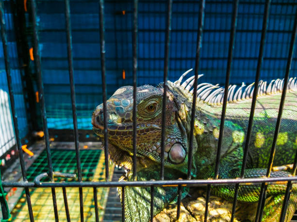 istock Iguana in the Iron Cage. 1337183624