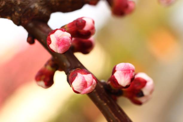 istock Apricot buds in the spring 1337185224