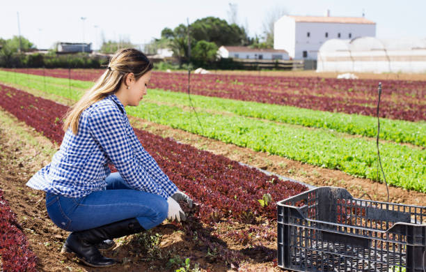 istock Colombian workwoman harvesting red lettuce 1337188304