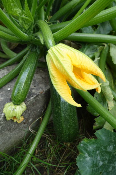 zucchini und zucchini blühen im gemüsegarten biologischer landbau - squash flower stock-fotos und bilder