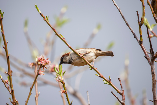 male sparrow in the backyard on a flowering blossom tree in Adelaide, South Australia