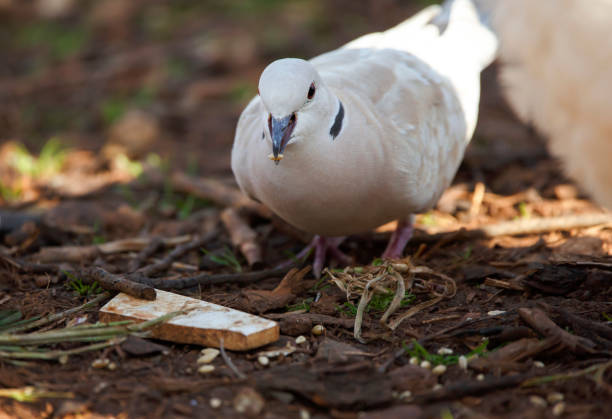Eurasian collared white dove eating bird food in Adelaide, South Australia