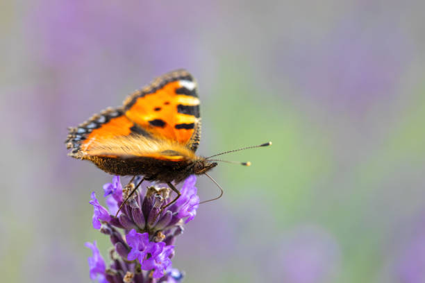 istock Small tortoiseshell butterfly on lavender 1337189635