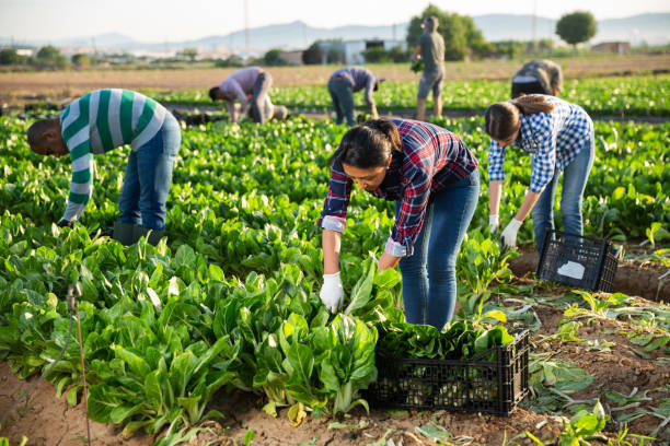 istock Latino female worker sorting and cleans mangold on plantation 1337190300