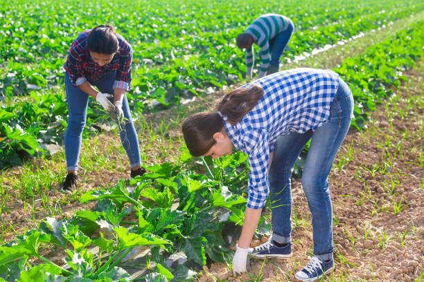 istock Hired workers remove weeds on field with growing zucchini closeup 1337190323