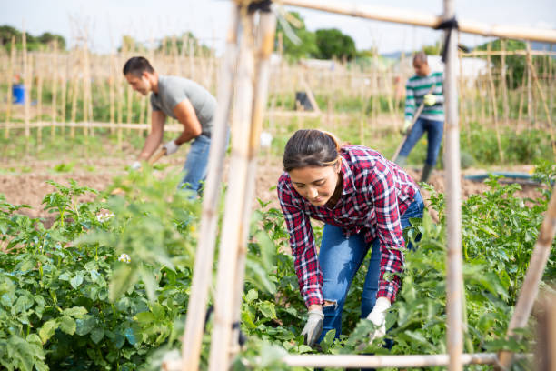 istock Young woman gardener during working with potatoes bushes 1337190452