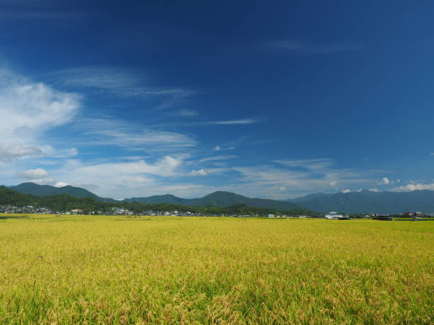 istock Rural landscape with ripe rice field 1337193116