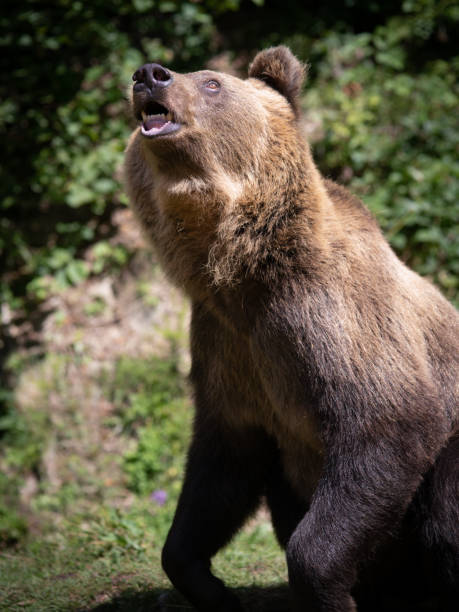 istock portrait of a bear on a forest background 1337194174