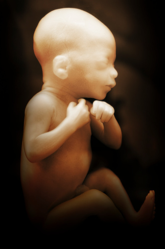 A human baby in early development inside the womb. The infant is approximately 7 months old.