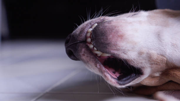 cerrar la boca del beagle mayor - whisker fotografías e imágenes de stock