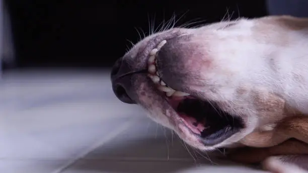 Photo of Close up senior beagle mouth