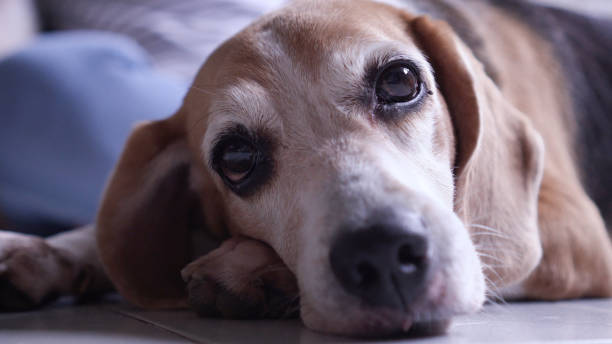 istock Portrait senior dog lying down 1337195634