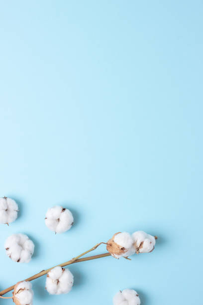 istock Cosmetic background with flowers on blue. Flat lay, copy space 1337196362