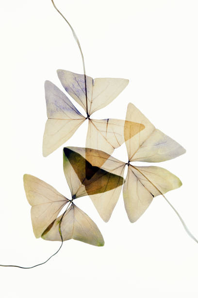 istock Red clover leaves dried pressed flowers 1337197471