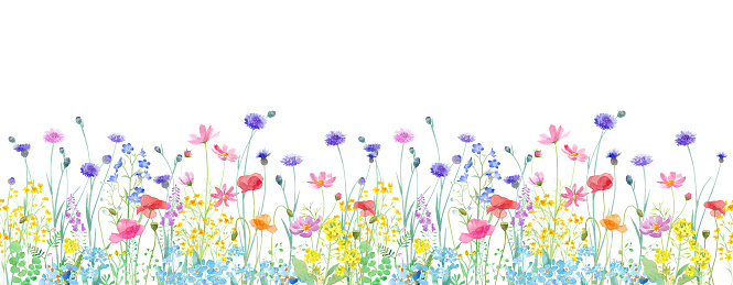 A watercolor illustration of a spring field where various flowers are in full bloom. Horizontal seamless pattern. Panorama.