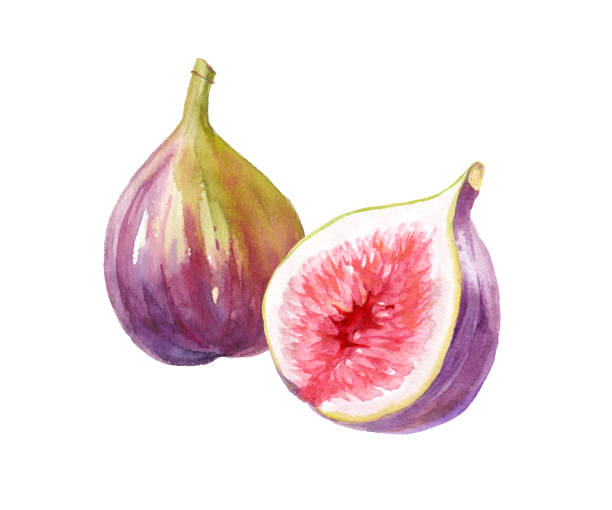 Autumn Fruits: Watercolor illustration of two figs. (Vector data) Autumn Fruits: Watercolor illustration of two figs. (Vector data). Layout can be changed. two objects vegetable seed ripe stock illustrations