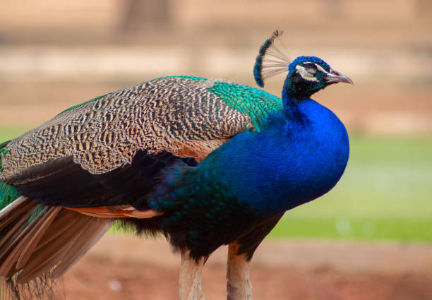 wildes afrikanisches leben. nahaufnahme des niedlichen pfaus (heller vogel) auf unschärfem hintergrund - close up peacock animal head bird stock-fotos und bilder