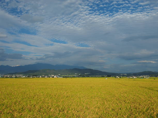 istock Rural landscape with ripe rice field 1337200036