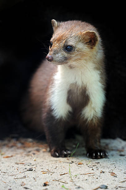 istock Marten in a natural habitat 133720031