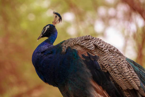 wildes afrikanisches leben. nahaufnahme des niedlichen pfaus (heller vogel) auf unschärfem hintergrund - close up peacock animal head bird stock-fotos und bilder