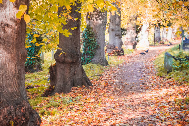 avenida arbolada en el cementerio de brompton en londres, otoño - tree area beautiful vanishing point tree trunk fotografías e imágenes de stock