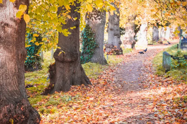 Photo of Tree lined avenue in Brompton cemetery in London, autumn