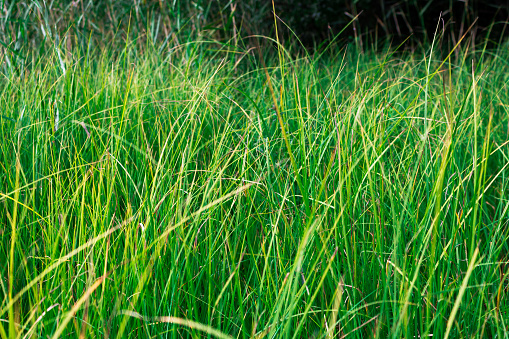 A field of grass on the edge of the forest. Harvesting hay for livestock feed. Green flora.