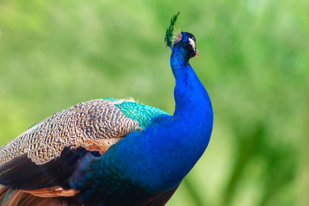 wildes afrikanisches leben. nahaufnahme des niedlichen pfaus (heller vogel) auf unschärfem hintergrund - close up peacock animal head bird stock-fotos und bilder