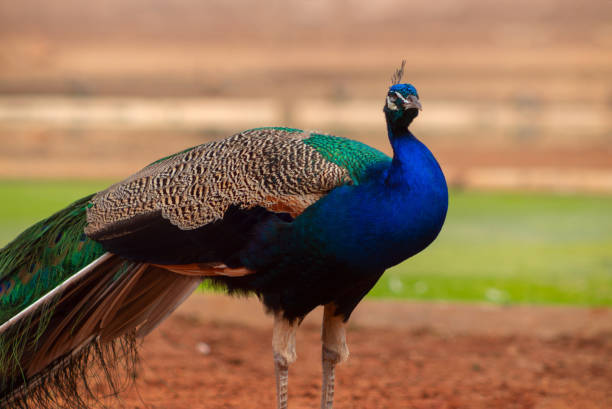 wildes afrikanisches leben. nahaufnahme des niedlichen pfaus (heller vogel) auf unschärfem hintergrund - close up peacock animal head bird stock-fotos und bilder